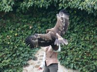 Steinadler 114